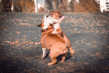 顽皮夫妇的英国斗牛犬