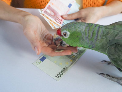 一只大绿色的鹦鹉计算欧元的钱。滑稽的鹦鹉金融家