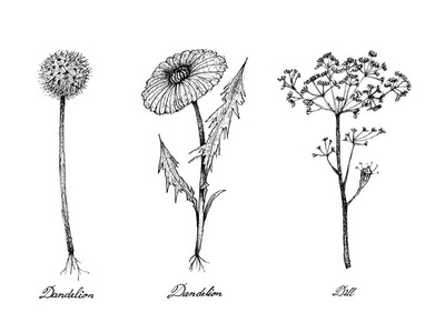 蒲公英和莳萝植物的手绘图片