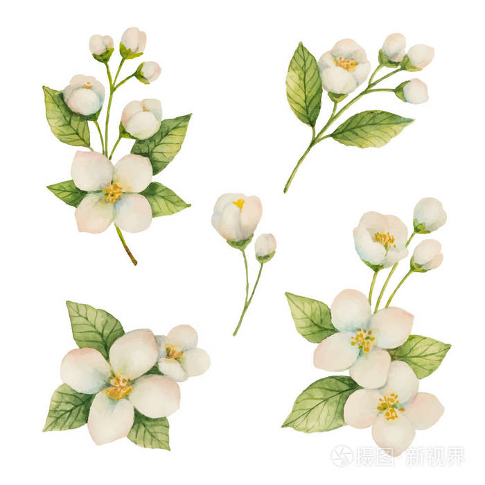 水彩的花和树枝茉莉在白色背景上分离