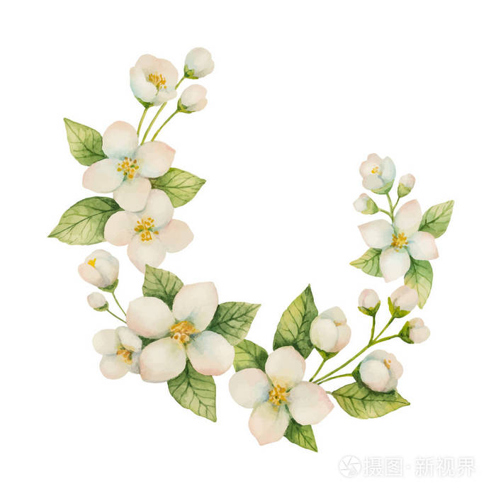 在白色背景上的花和枝茉莉的水彩矢量花环