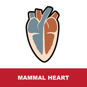 哺乳动物心脏解剖学