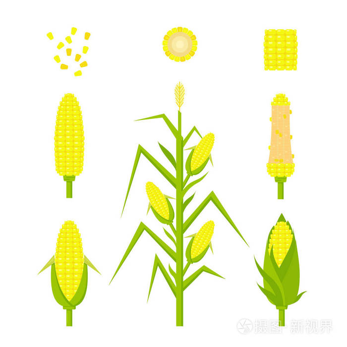 插画 在白色背景下, 以扁平的方式分离出黄色玉米.