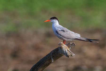 普通燕鸥Sternahirundo