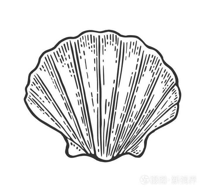 海贝壳扇贝.雕刻复古插画的颜色.白色背景上孤立