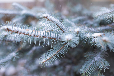 蓝色云杉在雪在森林, 冬天, 圣诞节背景