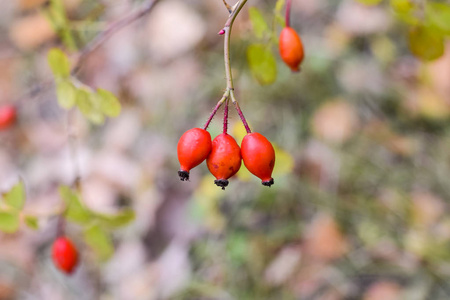 带有成熟浆果的臀部灌木。 灌木丛上的一种的浆果。 野生玫瑰的果实。 荆棘狗。 红玫瑰臀部。 红色成熟的浆果宏观照片。