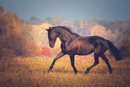 黑马在秋季自然的背景下驰骋
