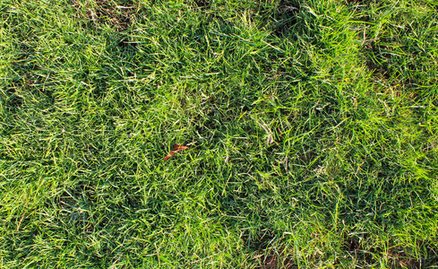 阳光下的夏天绿草。 天然干燥纹理背景
