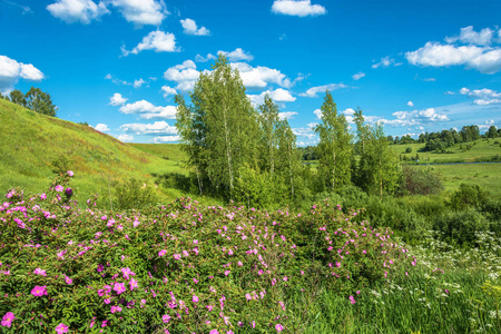 红色花朵的夏日风景