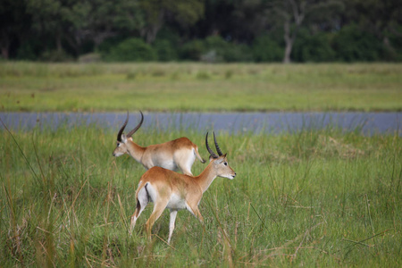 非洲博茨瓦纳大草原上的野生黑斑羚羚羊