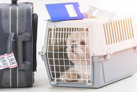 小狗在航空公司货物宠物承运人图片