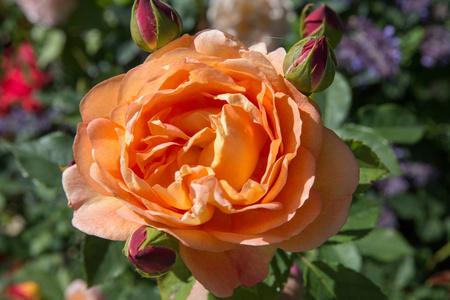 绽放橙色英伦玫瑰花园里阳光明媚的日子。作者 夏洛特的玫瑰夫人
