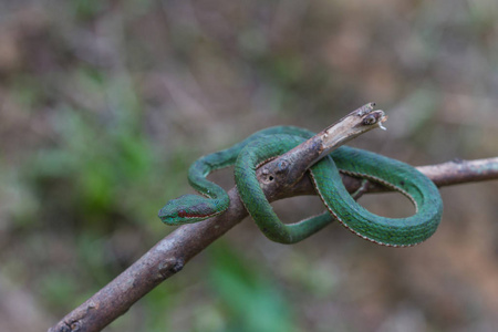 教皇的绿 Pitviper 蛇