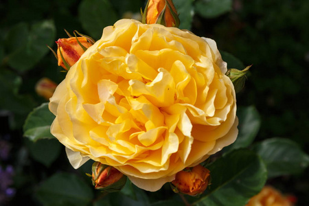 在阳光明媚的日子里, 花园里盛开着黄色的橙色英国玫瑰。罗斯格雷厄姆托马斯