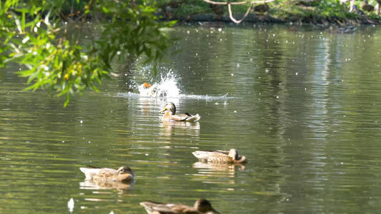 鸭子在水在城市公园池塘。鸭子在城市公园的池塘里游泳。鸭子在城市公园游泳