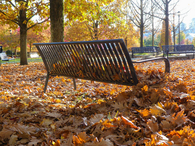 公园被金色的叶子覆盖, 秋天没有人