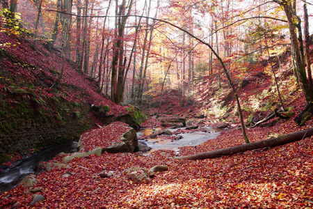 瀑布在秋天山毛榉森林里
