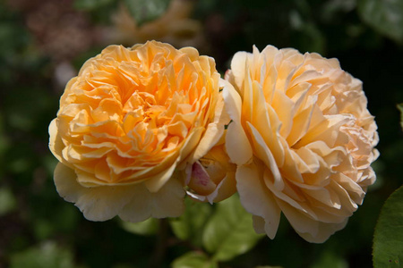 在阳光明媚的日子里, 花园里盛开着黄色的橙色英国玫瑰。罗斯格雷厄姆托马斯