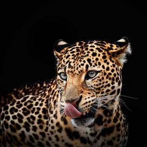 深色背景的豹肖像。虎 pardus kotiya
