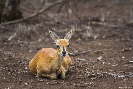 岩羚在南非克鲁格国家公园