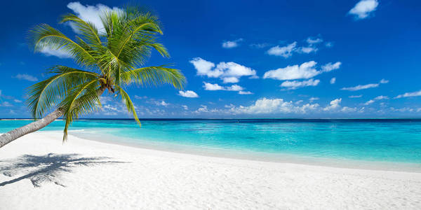 椰子棕榈在热带天堂全景海滩