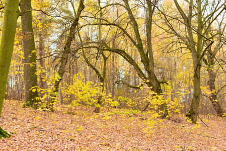 树林里有黄色叶子的树