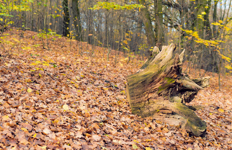 在秋天森林的背景下的树桩