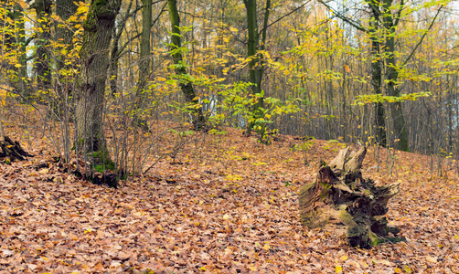 在秋天森林的背景下的树桩
