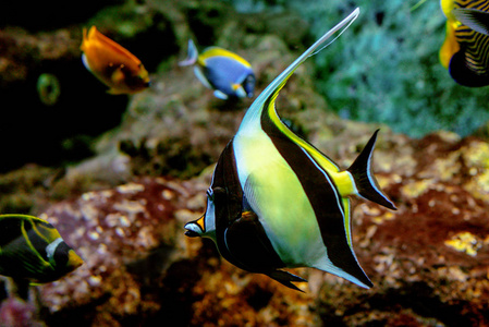 五颜六色的热带鱼和 coralls 水下在水族馆