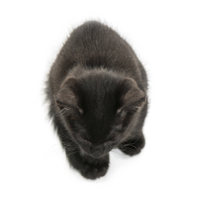 黑色小猫坐在从高, 2 月大, 孤立