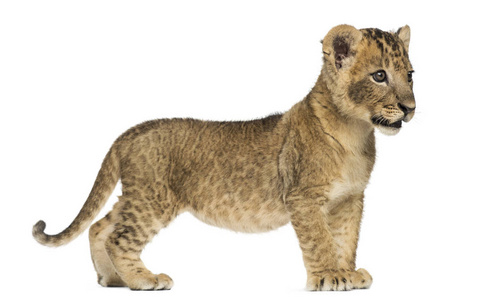 一个狮子幼崽站在一旁, 看着远, 7 周大, iso