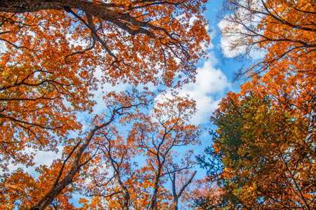 秋天的森林, 所有的树叶都是金色的, 在森林之路的中间