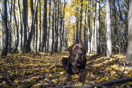 拉布拉多猎犬在森林中的背景