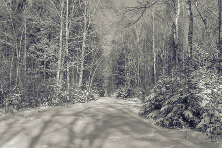 森林里的冬天黑白相间