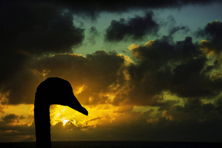 背景兰萨罗特加那利群岛风暴前日出的天鹅剪影