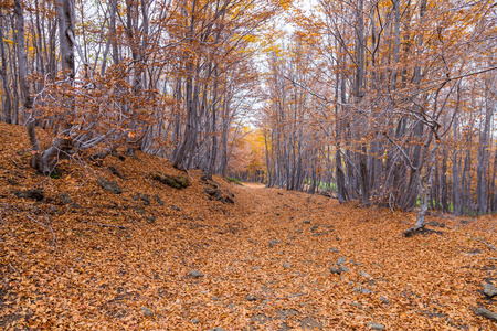 beechwood timparossa, etna 公园catania, s骨里