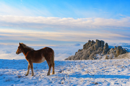 山里的马在雪地里寻找食物