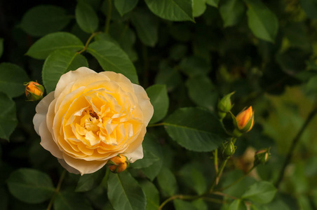 一群黄玫瑰在花园里绽放图片