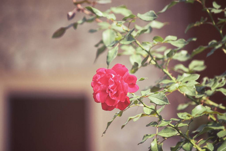 美丽的红玫瑰花复古风格