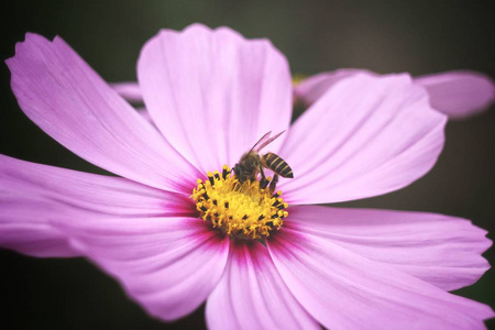蜂与桃红色波斯菊花