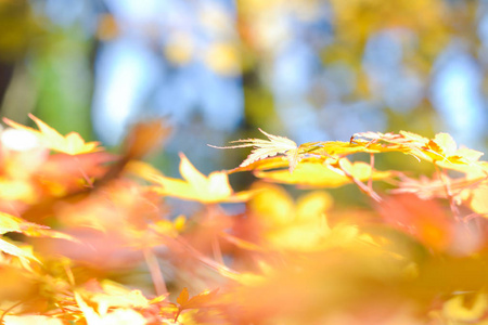 日本的树和树叶的秋天季节