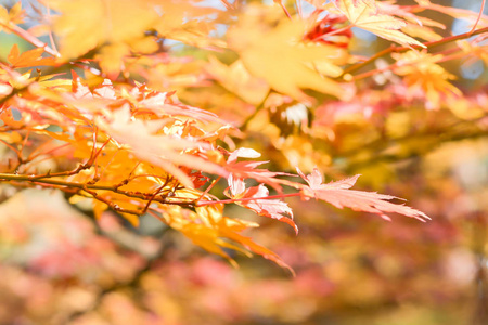 日本的树和树叶的秋天季节