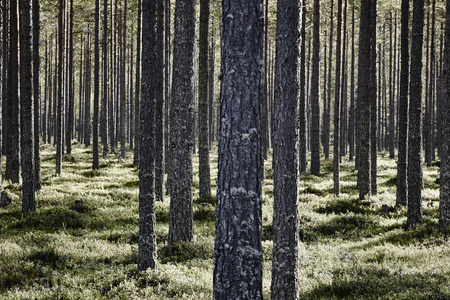 芬兰森林细节在 pieni karhunkierros 小道。秋季季节