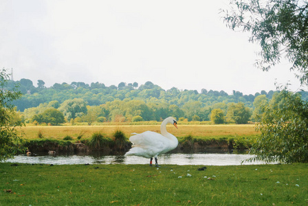 一只白天鹅站在池塘岸边的绿草上