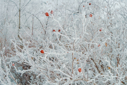 犬白灌木的冬季自然亮光背景图片
