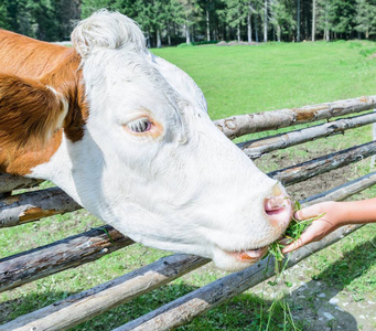 母牛在草甸在奥地利图片