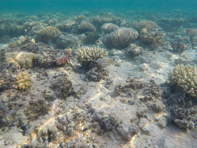 埃及红海海底世界图片