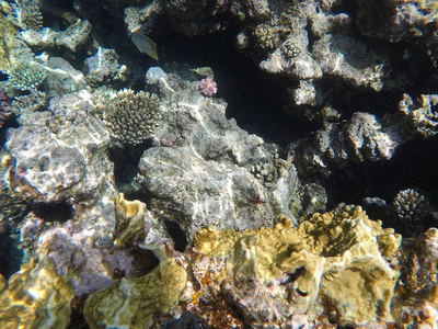 埃及红海海底世界