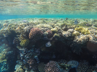 埃及红海海底世界